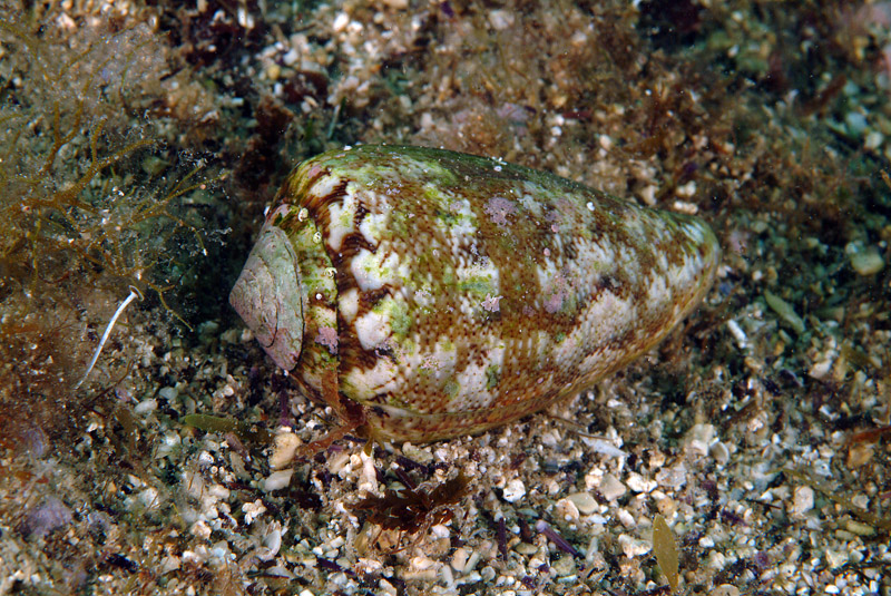 Conus mediterraneus